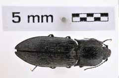 Foto (Dorsalansicht) von Paraphotistus (Mosotalesus) subalpinus (Gurjeva, 1979) (NHMW-ZOO-COL-0007993)
